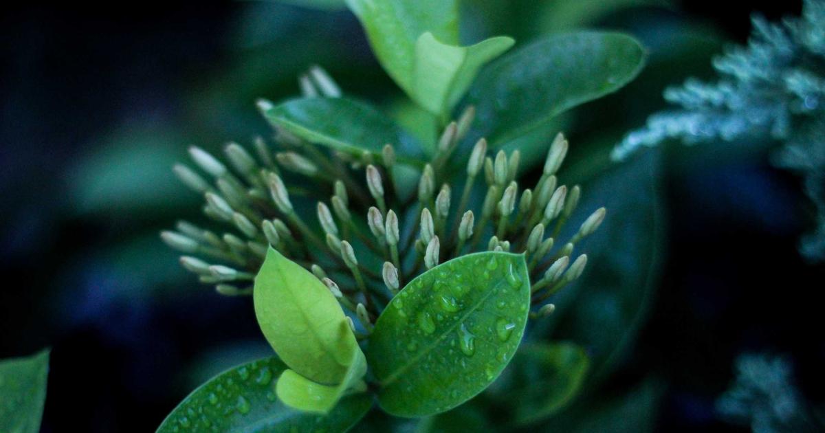 Benchmarking AI Code Generation Tools: A Comparative Analysis of Accuracy, Security, and Developer Productivity