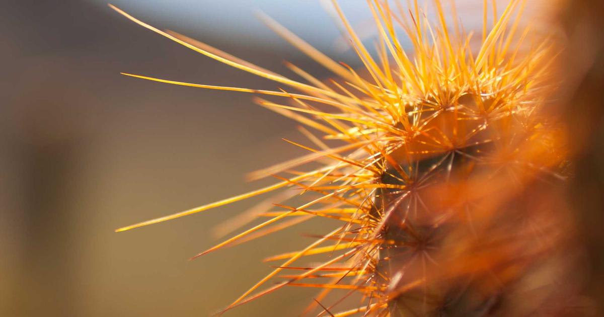 Neuroscience-Inspired Architectures for Continual Learning: Biological Plausibility in Artificial Neural Networks