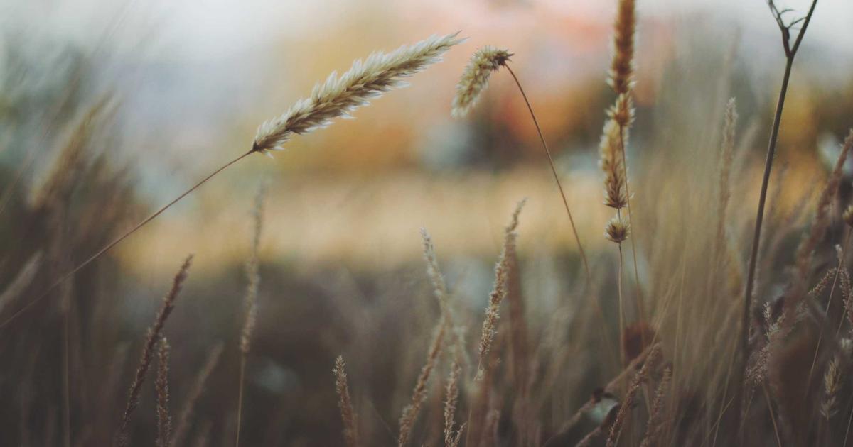 Prompt Engineering as a Scientific Discipline: Methodologies for Systematic Instruction Optimization