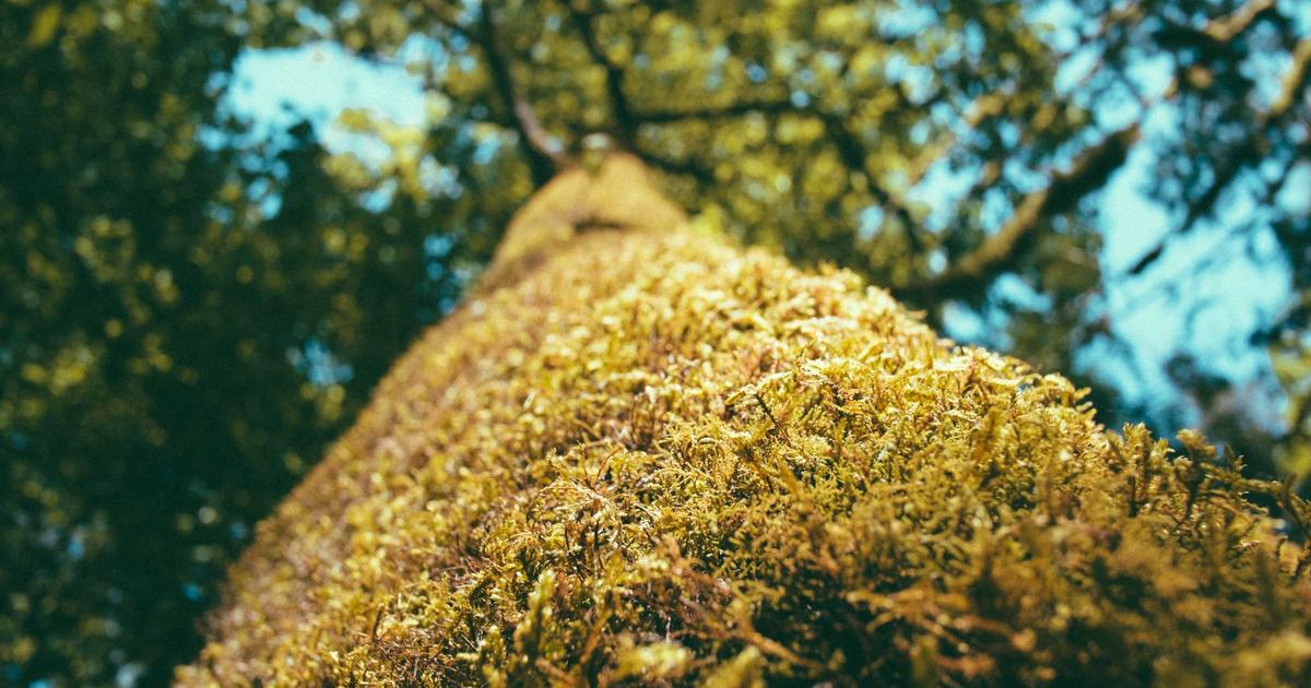 The Emergence of Multimodal Reasoning in Large Language Models: A Critical Analysis of Recent Architectural Advances