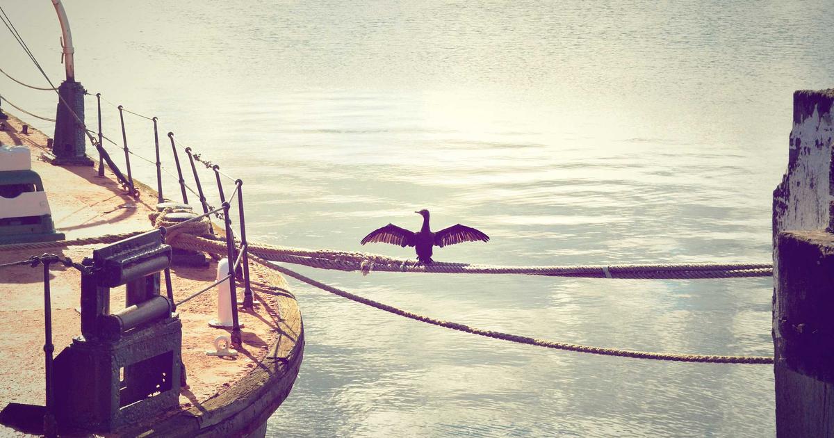 Open-Source Multimodal Models: Evaluating the Performance and Accessibility Gap Between Proprietary and Community-Driven Alternatives