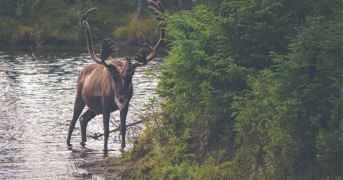 The Democratization of AI Research: How Open Models Are Transforming Academic Collaboration and Repr