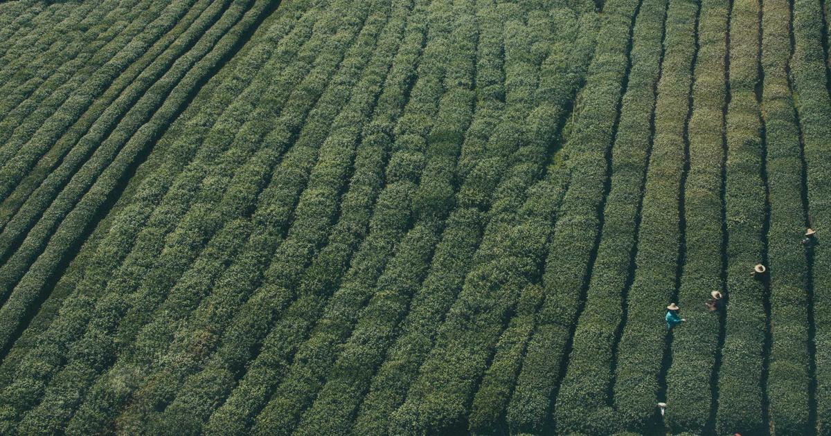 Prompt Engineering for Scientific Literature Review: Systematic Approaches to Extracting Domain-Specific Insights from LLMs