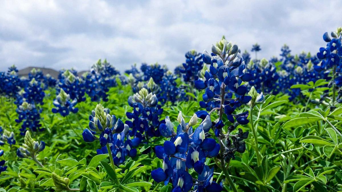 Edge Computing Architectures for Deploying Large Language Models: Optimization Strategies for Latency, Bandwidth, and Resource Constraints — illustration 1