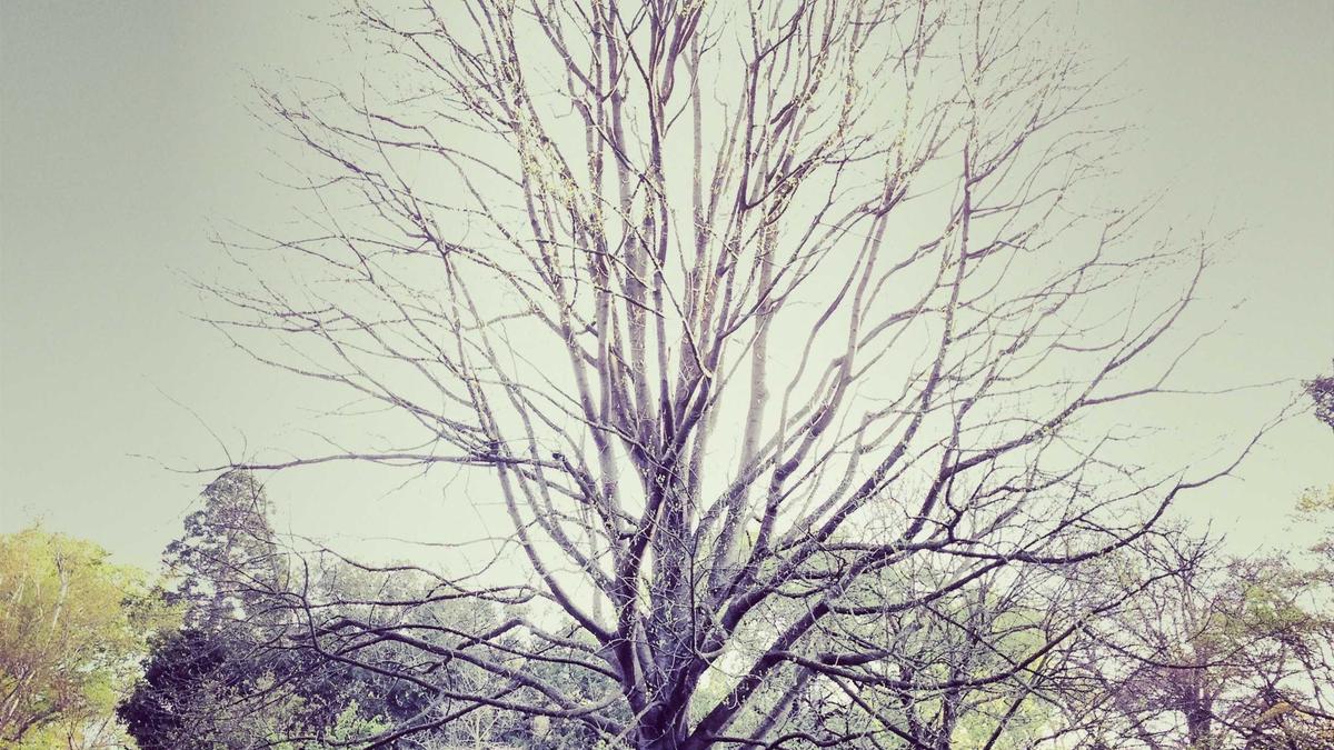 Differential Privacy in Federated Learning Systems: Theoretical Guarantees and Practical Implementation Challenges — illustration 1